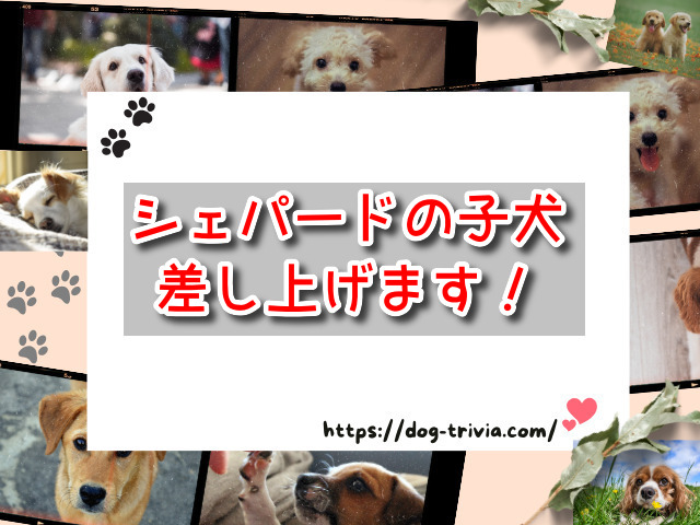 ジモティー里親にひどい人がいるの？怪しい犬のトラブルまとめ！｜ワンちゃんNavi専科♪