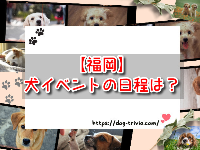 福岡の犬イベント2024年の日程は？8月・9月・10月の開催場所について調査！