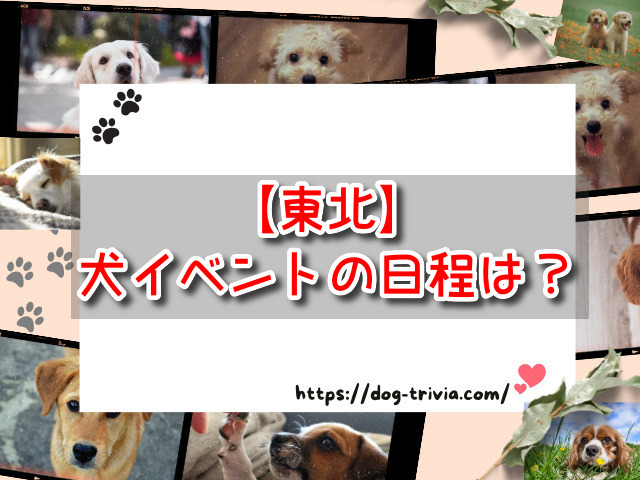 犬イベント【東北】2024の日程はいつ？8月・9月・10月の開催情報を調査した！