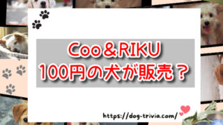 Coo＆RIKUで100円の犬が販売？安い理由や問題はないの？