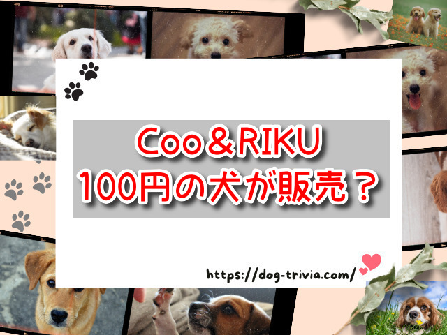 Coo＆RIKU　100円の犬