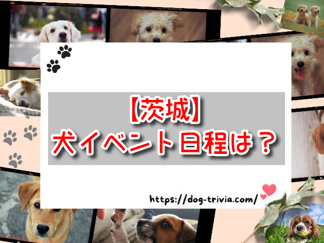 茨城県　犬イベント