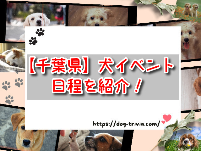 千葉県　犬イベント