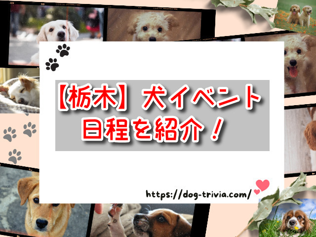 栃木県　犬イベント