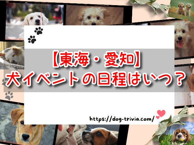 犬イベント【東海・愛知】2024の日程は？8月・9月・10月の最新情報をお届け！