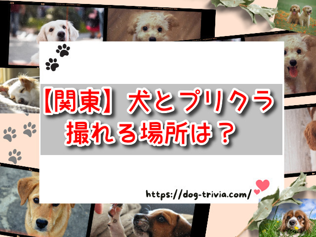 関東　犬とプリクラ