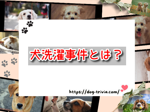 犬洗濯機事件　とは