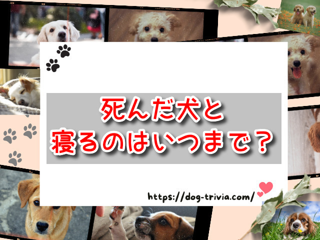 死んだ犬と寝る　いつまで