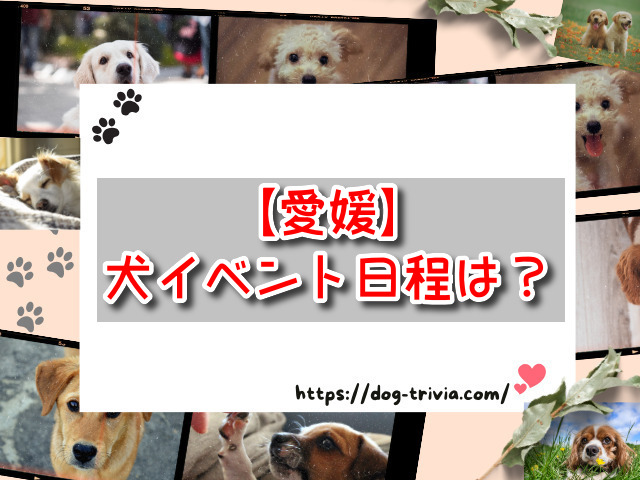 愛媛県　犬イベント