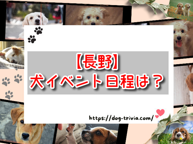 長野県　犬イベント