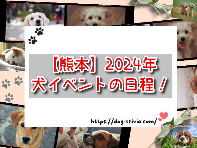 熊本　犬イベント