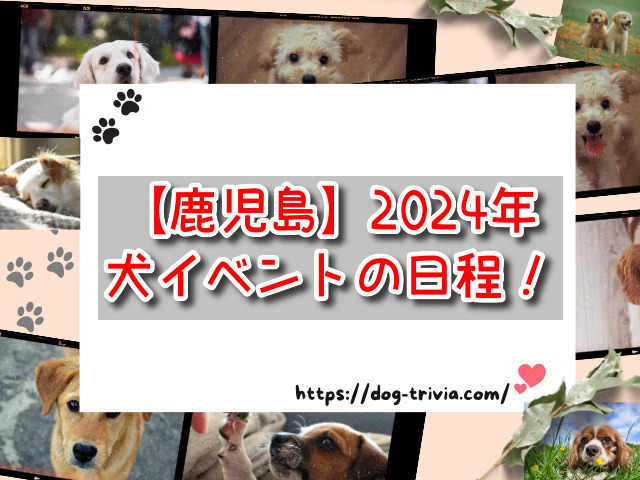 鹿児島　犬イベント