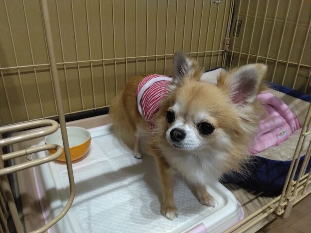 チワワを飼うんじゃなかった　後悔