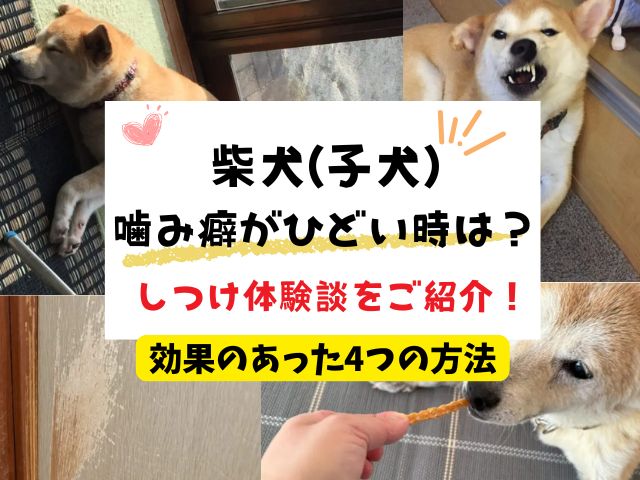 柴犬　子犬　噛み癖　ひどい　しつけ　体験談　効果