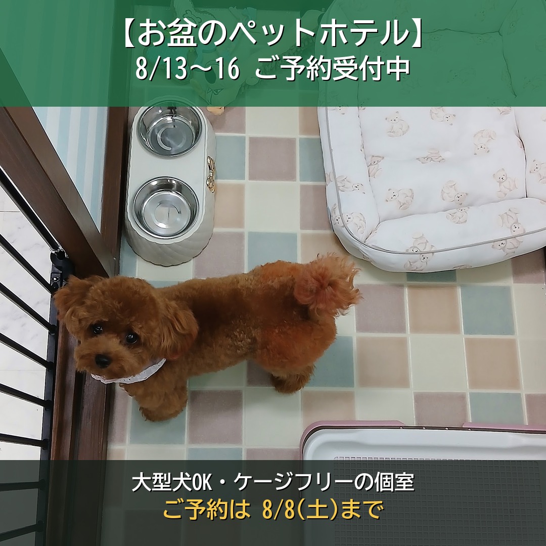 お盆のペットホテル予約【玉名】8/13〜16・大型犬OK｜ケージフリー個室・一泊3,100円〜｜玉名市Dog Shampoo Elegant