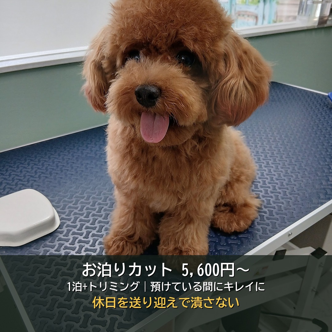 『お泊りカット』とは?忙しくてトリミングに行けない飼い主さんへ｜預けている間にキレイになる新しい選択肢｜玉名市Dog Shampoo Elegant